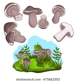 Mushroom isolated on white background