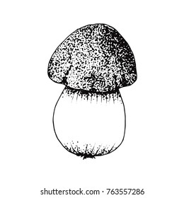 Mushroom isolated on white background. Porcini hand drawn sketch for your menu design.