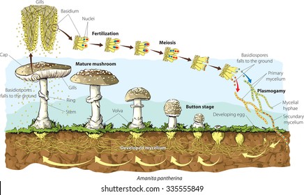 Mushroom Life Cycle (Amanita Pantherina)