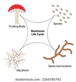 Mushroom Life Cycle Science Design Vector Illustration