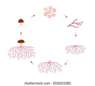 Mushroom life cycle stages, growth mycelium from spore. Spore germination, mycelial expansion and formation hyphal knot. Vector illustration