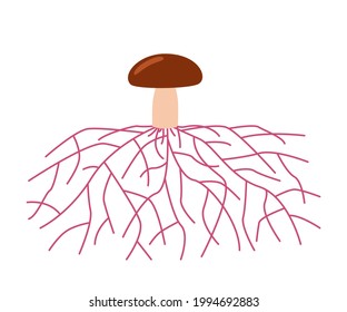 Mushroom life, growth mycelium from spore. Spore germination, mycelial expansion and formation hyphal knot. Vector illustration