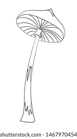 mushroom line drawing illustration vector outline drawing