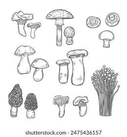 Mushroom line drawing set isolated on white background.