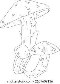 mushroom line hand drawn vector