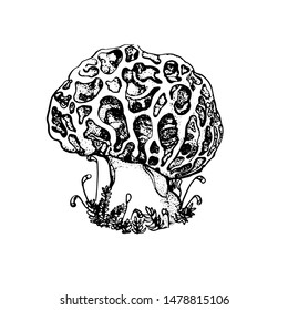 mushroom Morel ,hand drawing vector isolated on white background