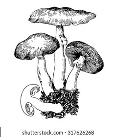 mushroom, mushrooms,  illustration mashroom, vector, drawing