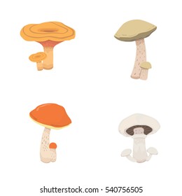 mushroom nature cook food, different kinds of edible mushrooms