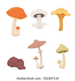 mushroom nature cook food, different kinds of edible mushrooms