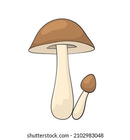 mushroom oiler hand drawn for design 