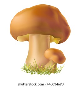 mushroom on an isolated background. Vector illustration.