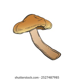 Mushroom on white background. Hand drawn vintage style. Tattoo. Vector illustration. Isolated.