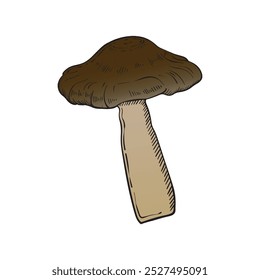 Mushroom on white background. Hand drawn vintage style. Tattoo. Vector illustration. Isolated.