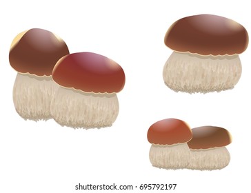 Mushroom orange cap boletus isolated on white background. Vector illustration