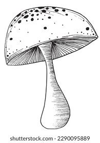 Mushroom outline illustration vector image. 
Hand drawn mushroom sketch image artwork. 
Simple original logo of mushroom icon from pen drawing sketch.