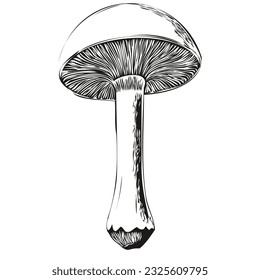 Mushroom outline pencil drawing artwork, black character on white background sketching fungus
