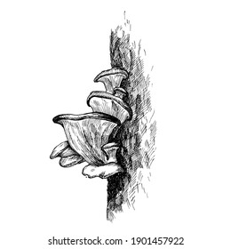 Mushroom oyster growing in forest wildlife. Vintage vector monochrome hatching illustration isolated on white background. Hand drawn design element for label, poster and web