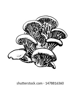 mushroom oyster mushroom ,hand drawing vector isolated on white background