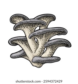 Mushroom oyster. Vintage color vector engraving illustration isolated on white. Hand drawn design element
