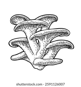 Mushroom oyster. Vintage monochrome black vector engraving illustration isolated on white