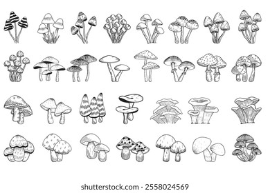 Mushroom pen Drawing illustration set