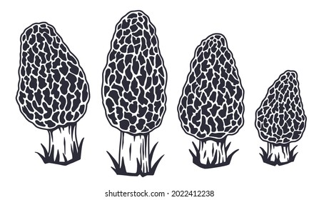 Mushroom picking of morel. Vegetarian fungus morels for food. Nature fungi for healthy nutrition. Edible mushrooms