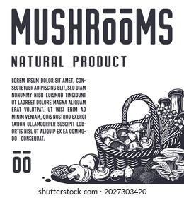 Mushroom picking of morel. Vegetarian fungus boletus or cremini collection for food. Organic nature mushrooms or fungi porcini for healthy nutrition