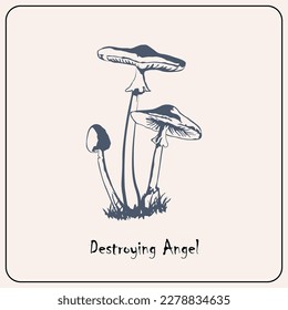 Mushroom picture cards , vector art colection.