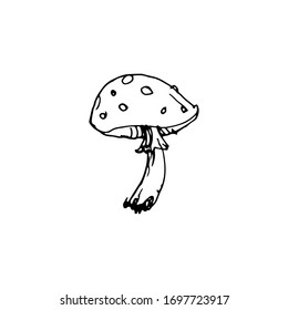 Mushroom poison, fly agaric, amanita. Hand drawn inking, vintage illustration. Black and white doodle line art, coloring outline, design for coloring book page