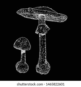 Mushroom.  Poison various shape on black background. Hand drawing poisonous death cap. Vector.