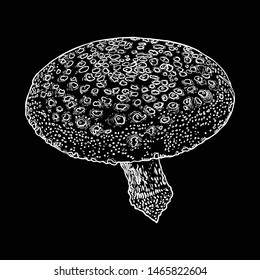 Mushroom.  Poison various shape on black background. Hand drawing poisonous death cap. Vector.