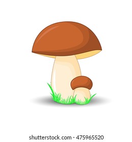mushroom porcini surround isolated on white background with grass