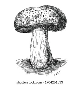Mushroom portobello growing in wildlife. Vintage vector monochrome hatching illustration isolated on white background. Hand drawn design element for label, poster and web