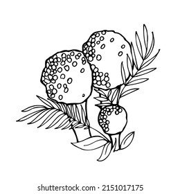 Mushroom puffball pear-shaped or hemp. Edible mushroom. Vector black and white illustration