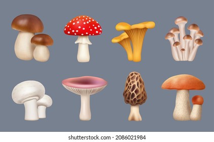 Mushroom realistic. Harvest forest plants chanterelle white mushrooms fungus decent vector collection set isolated