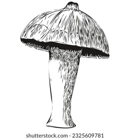 Mushroom realistic pencil drawing in vector, line art illustration of black and white