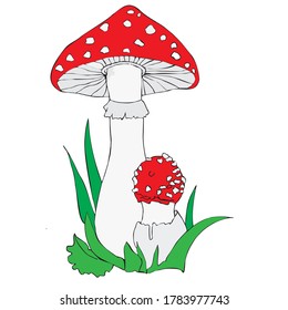 mushroom with a red cap and white dots