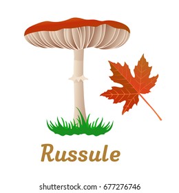 Mushroom russule single object. Autumn, fallen leaves of trees, dry grass. Mushroom badges, labels, brochures, business templates. Vector illustration isolated on white background