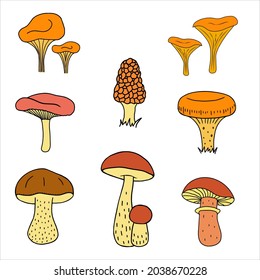 mushroom set boletus, chanterelles, camelina, honey agarics, russula, morel. Vector illustration for printing, backgrounds, wallpapers and seasonal design. Isolated on white background.