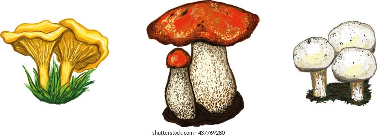 Mushroom set champion chanterelle aspen hand drawn