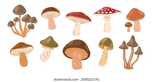 Mushroom set. Different types of mushrooms. Autumn forest plants. Fall season food. Botanical flat graphic vector illustrations isolated on white background