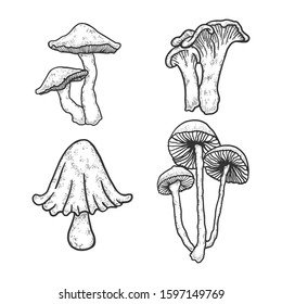 Mushroom set engraving vector illustration. T-shirt apparel print design. Scratch board style imitation. Black and white hand drawn image.