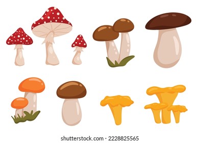 Mushroom set with fly agaric, chanterelle, boletus. Vector illustration isolated on white background. Cartoon style