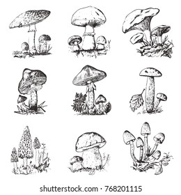 Mushroom set hand drawn engraved. vintage organic vegetarian food. champignon, chanterelles, honey fungus, fly agaric, amanita, common stinkhorn, penny bun, red-capped scaber stalk for menu, packaging