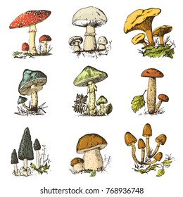 Mushroom set hand drawn engraved. vintage organic vegetarian food. champignon, chanterelles, honey fungus, fly agaric, amanita, common stinkhorn, penny bun, red-capped scaber stalk for menu, packaging