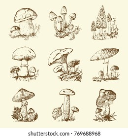 Mushroom set hand drawn engraved. vintage organic vegetarian food. champignon, chanterelles, honey fungus, fly agaric, amanita, common stinkhorn, penny bun, red-capped scaber stalk for menu, packaging