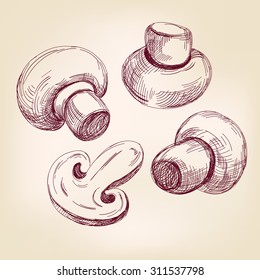 mushroom set hand drawn vector llustration realistic  sketch