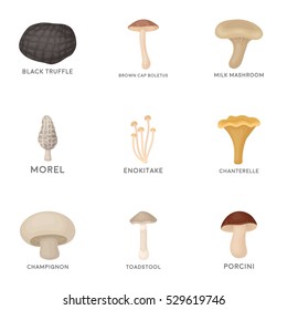 Mushroom set icons in cartoon style. Big collection of mushroom vector symbol stock illustration