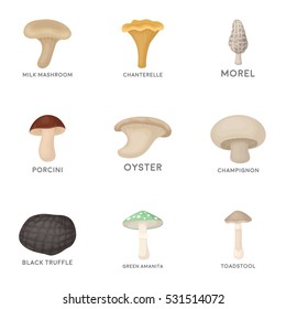 Mushroom set icons in cartoon style. Big collection of mushroom vector symbol stock illustration