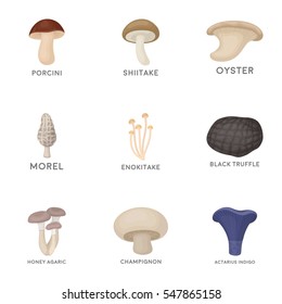 Mushroom set icons in cartoon style. Big collection of mushroom vector symbol stock illustration